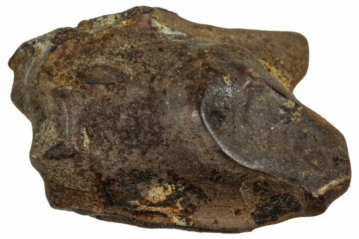 Fossil Triceratops Shed Tooth - Montana #350703